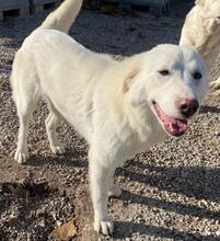 RAYA, Hund, Mischlingshund in Griechenland - Bild 5