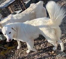 RAYA, Hund, Mischlingshund in Griechenland - Bild 7