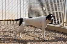 MOLLICA, Hund, Pointer-Jagdhund-Mix in Bonn - Bild 12