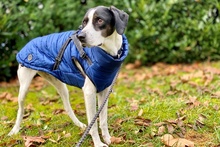 MOLLICA, Hund, Pointer-Jagdhund-Mix in Bonn - Bild 2