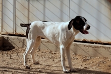 MOLLICA, Hund, Pointer-Jagdhund-Mix in Bonn - Bild 20