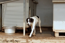 MOLLICA, Hund, Pointer-Jagdhund-Mix in Bonn - Bild 21