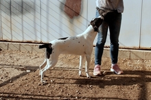 MOLLICA, Hund, Pointer-Jagdhund-Mix in Bonn - Bild 22