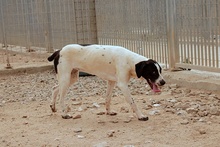 MOLLICA, Hund, Pointer-Jagdhund-Mix in Bonn - Bild 25