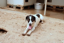 MOLLICA, Hund, Pointer-Jagdhund-Mix in Bonn - Bild 27