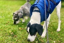 MOLLICA, Hund, Pointer-Jagdhund-Mix in Bonn - Bild 8