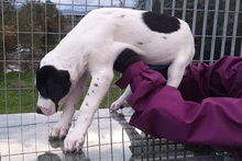 MOLLICA, Hund, Pointer-Mix in Italien - Bild 23