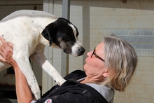 MOLLICA, Hund, Pointer-Mix in Italien - Bild 4