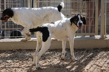 MOLLICA, Hund, Pointer-Mix in Italien - Bild 5