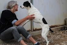 MOLLICA, Hund, Pointer-Mix in Italien - Bild 6