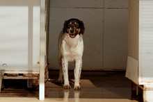 MONTANA, Hund, Jagdhund-Mix in Italien - Bild 2