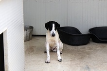 MARIOTT, Hund, Jagdhund-Mix in Italien - Bild 13