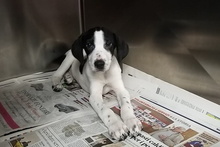 MARIOTT, Hund, Jagdhund-Mix in Italien - Bild 17