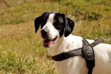 MARIOTT, Hund, Jagdhund-Mix in Italien - Bild 2