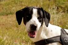 MARIOTT, Hund, Jagdhund-Mix in Italien - Bild 3