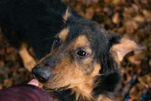 ROY, Hund, Mischlingshund in Kroatien - Bild 1