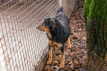 ROY, Hund, Mischlingshund in Kroatien - Bild 2