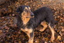 ROY, Hund, Mischlingshund in Kroatien - Bild 3