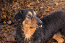 ROY, Hund, Mischlingshund in Kroatien - Bild 4