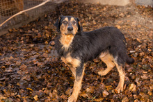 ROY, Hund, Mischlingshund in Kroatien - Bild 5