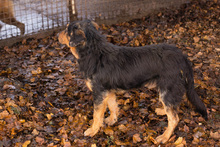 ROY, Hund, Mischlingshund in Kroatien - Bild 6