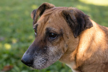 ARJETA, Hund, Mischlingshund in Kroatien - Bild 1