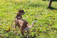 ARJETA, Hund, Mischlingshund in Kroatien - Bild 3