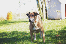 ARJETA, Hund, Mischlingshund in Kroatien - Bild 4