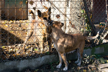 ARJETA, Hund, Mischlingshund in Kroatien - Bild 5