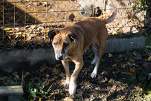ARJETA, Hund, Mischlingshund in Kroatien - Bild 6