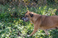 ARJETA, Hund, Mischlingshund in Kroatien - Bild 7