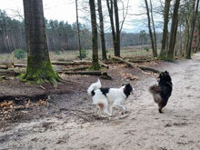 ABBY, Hund, Mischlingshund in Niederlande - Bild 3