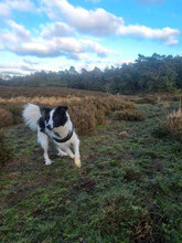 ABBY, Hund, Mischlingshund in Niederlande - Bild 4