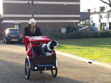 ABBY, Hund, Mischlingshund in Niederlande - Bild 9