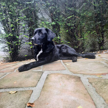 JULIUS, Hund, Mischlingshund in Bulgarien - Bild 3