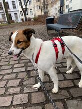 THALIA, Hund, Mischlingshund in Köln - Bild 13