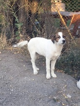 THALIA, Hund, Mischlingshund in Köln - Bild 4