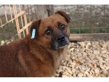 OCKE, Hund, Mischlingshund in Rumänien - Bild 1