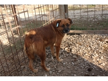 OCKE, Hund, Mischlingshund in Rumänien - Bild 3