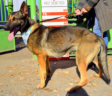 FELICITAS, Hund, Deutscher Schäferhund-Mix in Slowakische Republik - Bild 7