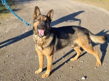 MADOXX, Hund, Schäferhund-Wolfshund in Slowakische Republik - Bild 2