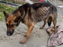 MADOXX, Hund, Schäferhund-Wolfshund in Slowakische Republik - Bild 4