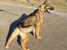 MADOXX, Hund, Schäferhund-Wolfshund in Slowakische Republik - Bild 7