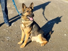 MADOXX, Hund, Schäferhund-Wolfshund in Slowakische Republik - Bild 8