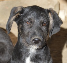 MAILO, Hund, Mischlingshund in Rumänien - Bild 1