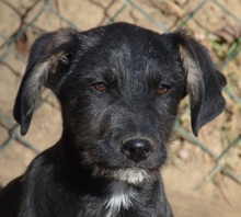 MAILO, Hund, Mischlingshund in Rumänien - Bild 3