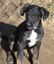 MAILO, Hund, Mischlingshund in Rumänien - Bild 6