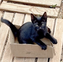 MELIO, Katze, Europäisch Kurzhaar in Spanien - Bild 1