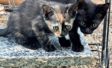 MELIO, Katze, Europäisch Kurzhaar in Spanien - Bild 4