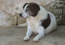 RAUL, Hund, Terrier-Mix in Italien - Bild 3